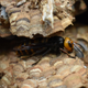 An Asian giant hornet (murder hornet) spotted at a nest in Washington state that was eradicated this week.